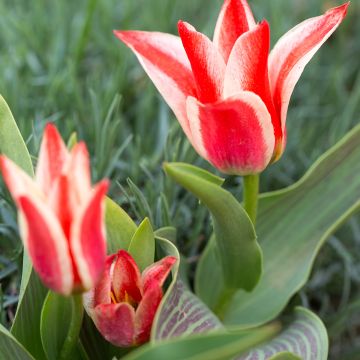 Tulipa greigii Plaisir