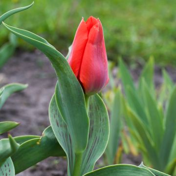 Tulipa greigii Princesse Charmante