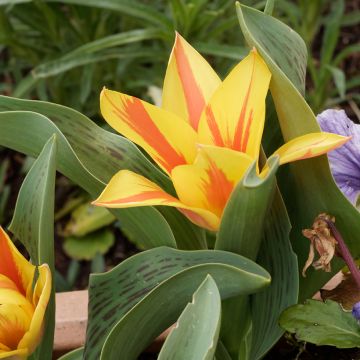 Tulipa greigii Winnipeg