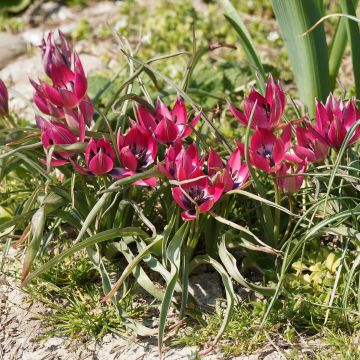 Tulipa humilis Norah