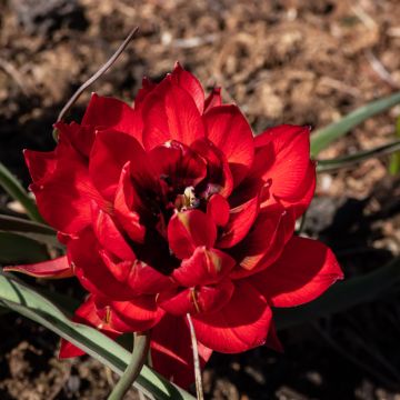 Tulipa humilis Samantha