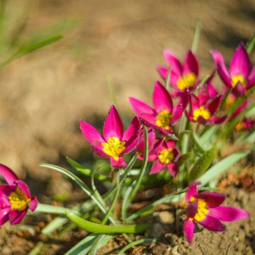 Tulipa humilis Violacea Yellow Base