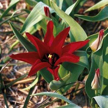 Tulipa ingens - Tulipan botánico