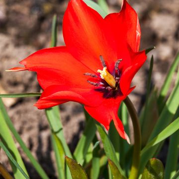 Tulipa linifolia - Tulipan botánico