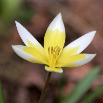 Tulipa tarda - Tulipan botánico