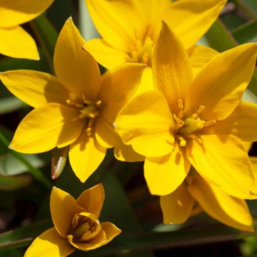 Tulipa urumiensis - Tulipan botánico