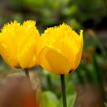 Tulipán dentado Maja