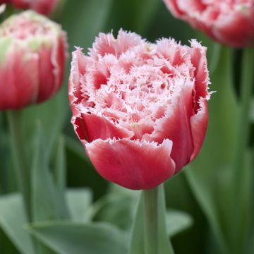 Tulipa crispa Brest - Fringed Tulip