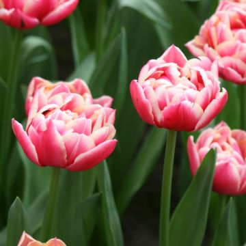 Tulipán doble de flor temprana Columbus