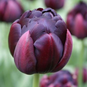 Tulipán doble de flor tardía Black Héro