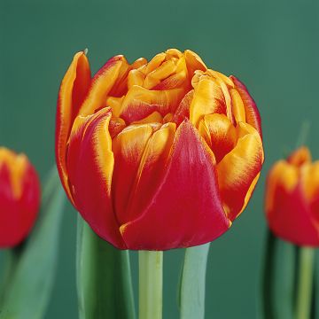 Tulipán doble de flor temprana Cilesta