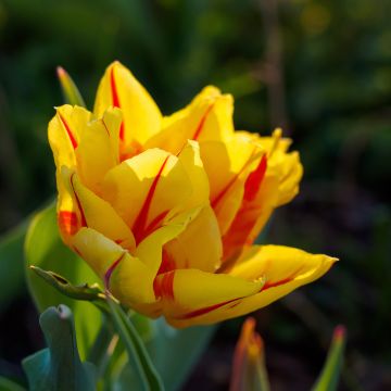 Tulipán doble de flor temprana Monsella