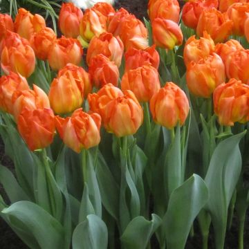 Tulipán doble de flor temprana Monte Orange