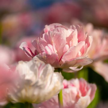 Tulipán doble de flor tardía Angelique