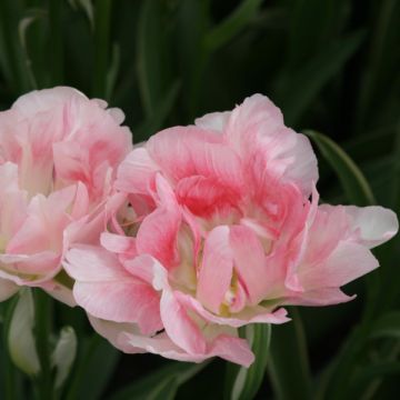 Tulipán doble de flor tardía Annelinde