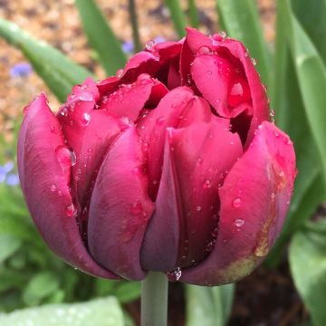 Tulipán doble de flor tardía Antraciet