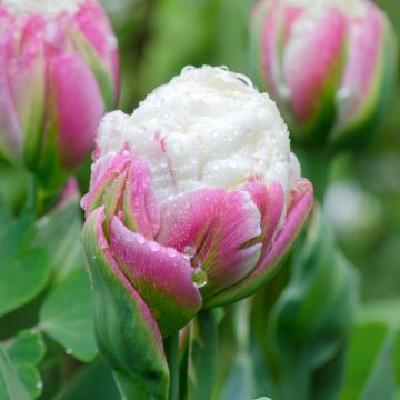 Tulipán doble de flor tardía Ice Cream