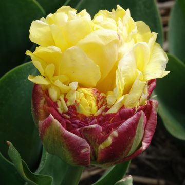 Tulipán doble de flor tardía Ice cream Banana