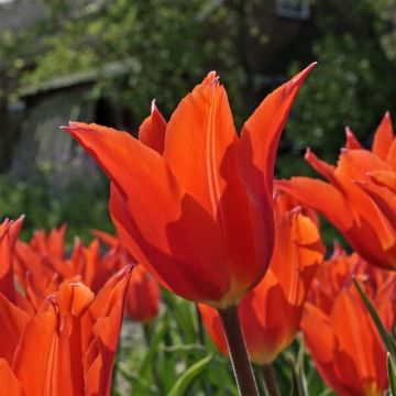 Tulipán flor de lis Dutch Dancer