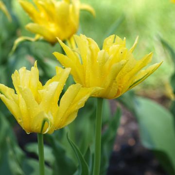 Tulipán flor de lis Yellow Spider