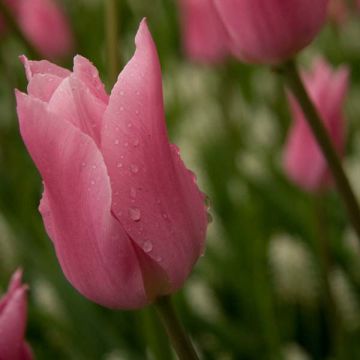 Tulipán flor de lis China Pink