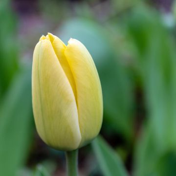 Tulipán Fosteriana Yellow Purissima