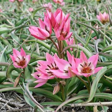 Tulipán Fosteriana Garden of Clusius