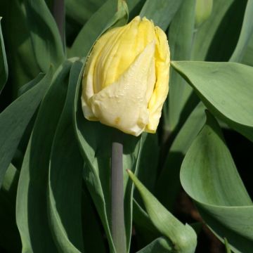 Tulipán simple de flor temprana Sunny Prince