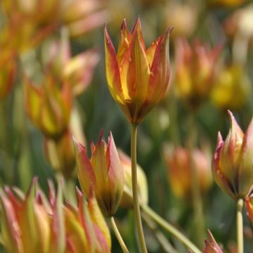 Tulipa orphanidea Flava