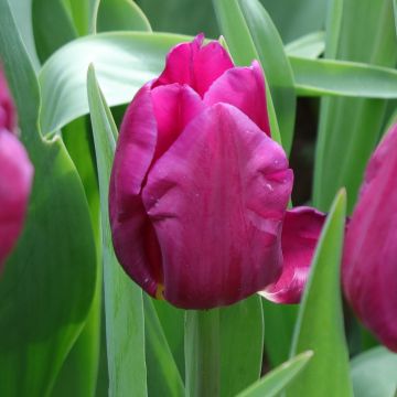 Tulipán multiflor Purple Elegance