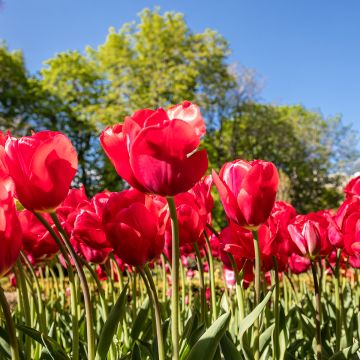 Tulipán multiflor Red Georgette