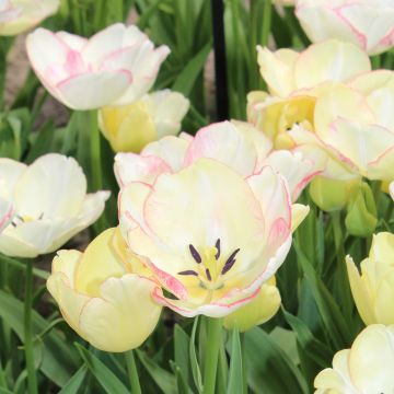 Tulipán multiflor Rosy bouquet