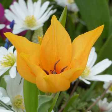 Tulipa praestans Shogun