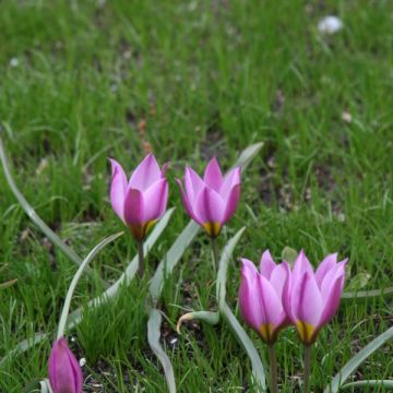 Tulipa humilis var. pulchella