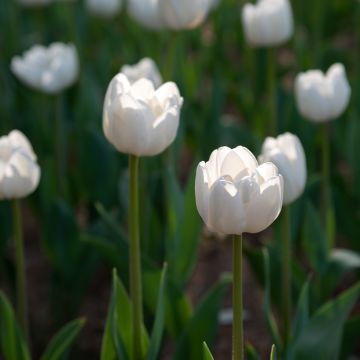 Tulipán simple de flor tardía Angels Wish