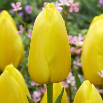 Tulipán simple de flor tardía Big Smile