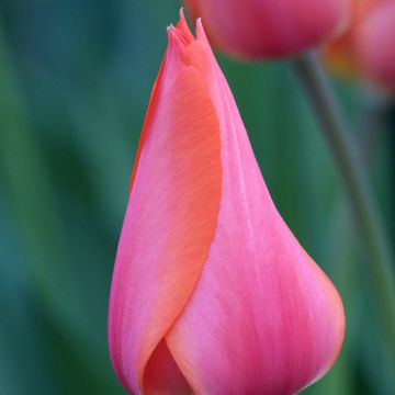 Tulipán simple de flor tardía Temple of Beauty