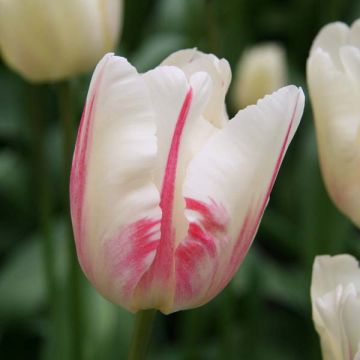 Tulipán Triunfo Gander's Ouvert