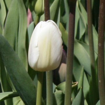 Tulipán simple de flor temprana White Marvel