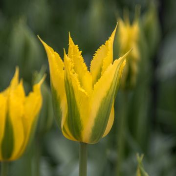 Tulipán Viridiflora Green Mile