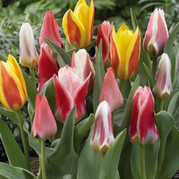 Tulipán Kaufmanniana Rainbow Mix