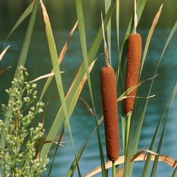 Typha latifolia - Espadaña