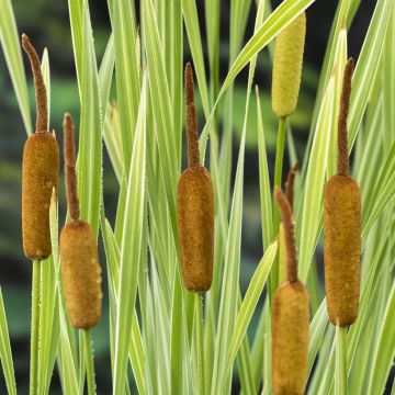 Typha latifolia Variegata - Espadaña