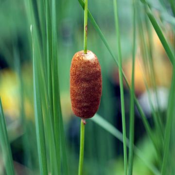 Typha laxmannii