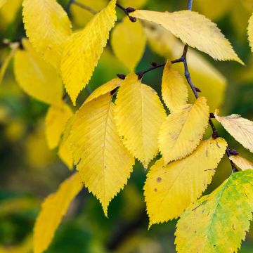 Ulmus pumila Beijing Gold - Olmo