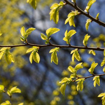 Ulmus parvifolia Geisha - Olmo