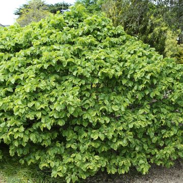 Ulmus glabra Nana - Olmo