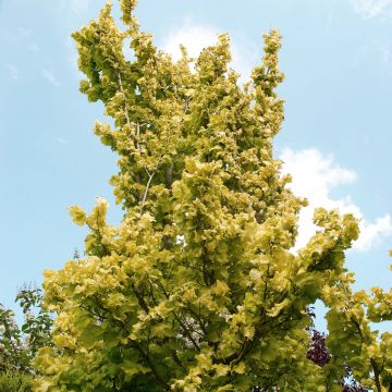 Ulmus hollandica Wredei - Olmo