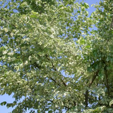 Ulmus minor Argenteovariegata - Olmo