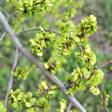 Ulmus pumila - Olmo